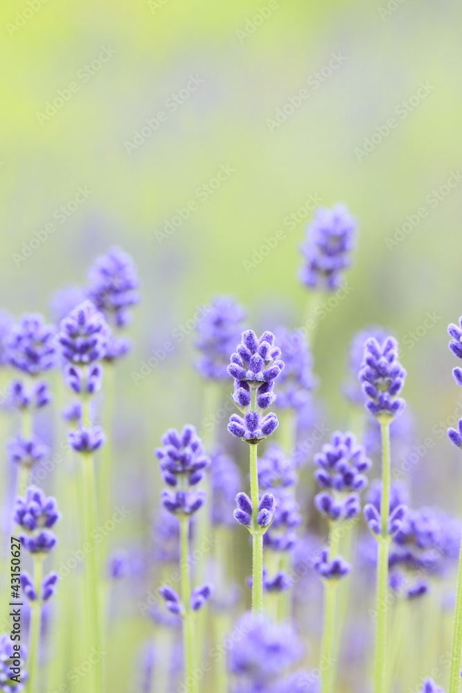 Fototapeta premium Closeup of lavender flowers