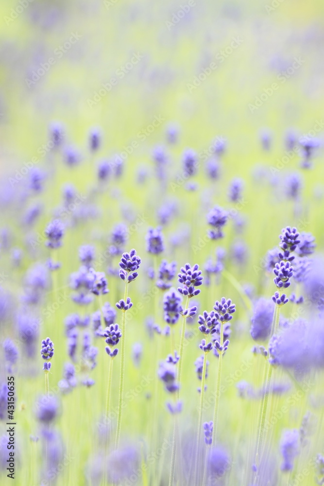 Naklejka premium Closeup of lavender flowers