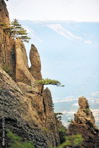 Pine trees on the steep cliffs