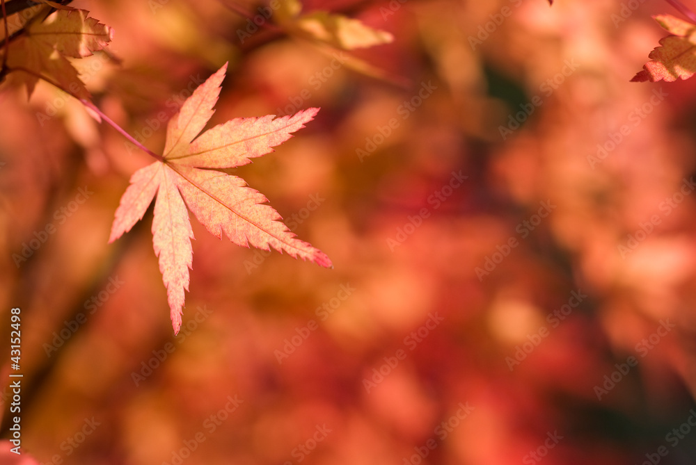 イロハカエデの紅葉 イロハカエデの紅葉
