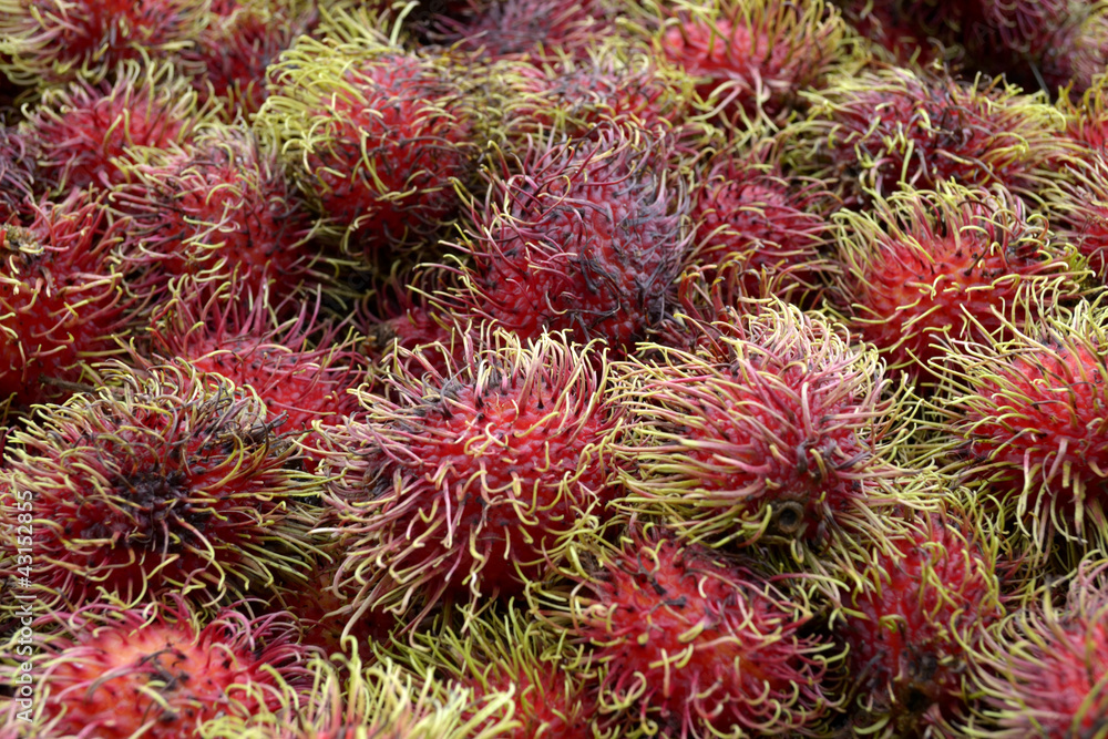 rambutan rambutan