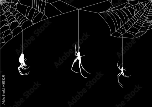 three spiders in white web