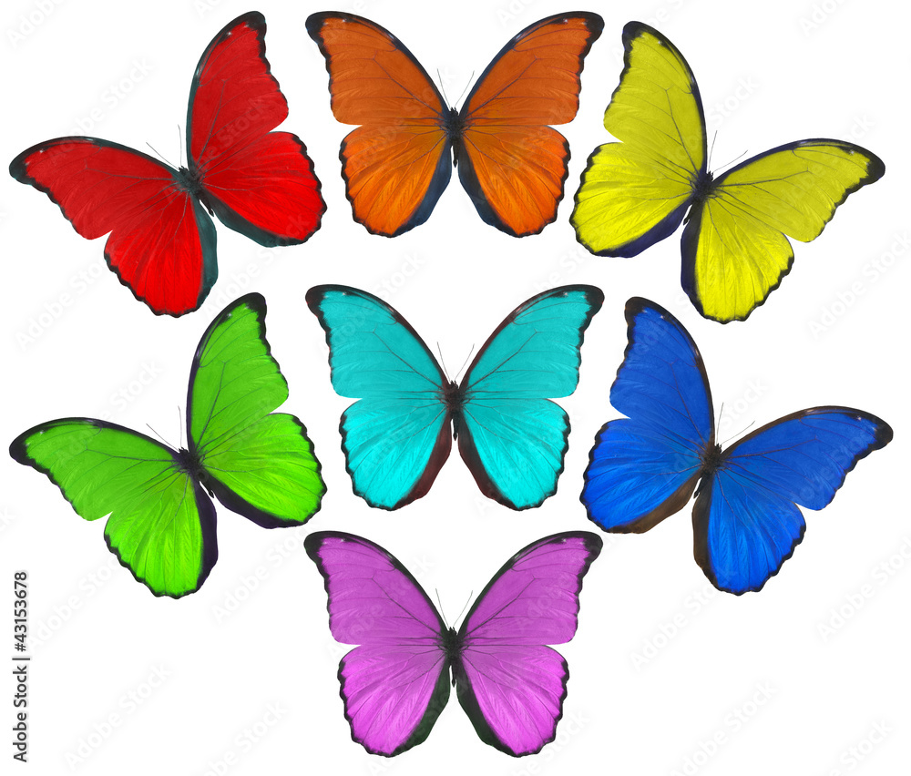 Fototapeta premium rainbow color butterflies illustration