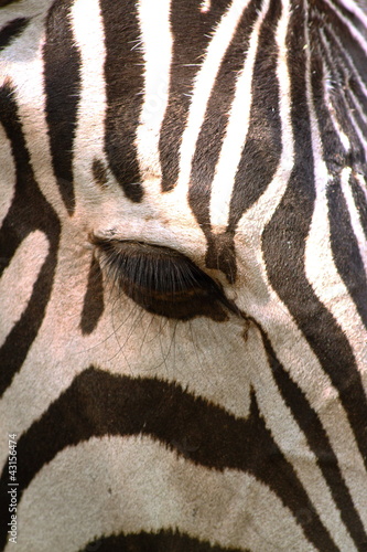 Eye of zebra  Equus quagga 