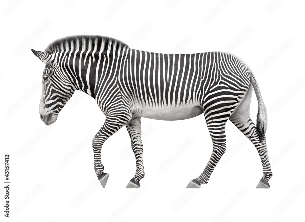 Fototapeta premium zebra walking on a white background