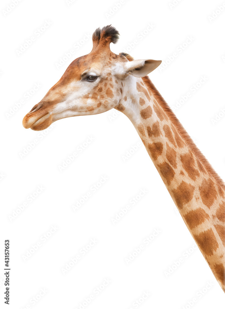 Obraz premium giraffe head on a white background