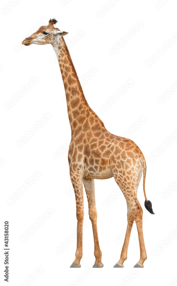 Giraffe walking on a white background