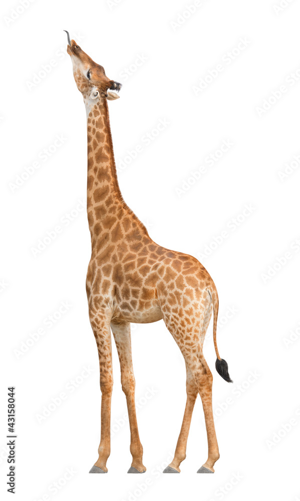Obraz premium Giraffe stuck out his tongue to get food