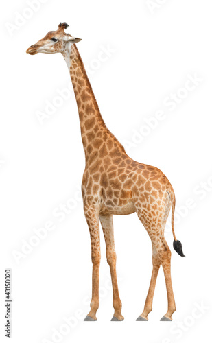 Giraffe walking on a white background