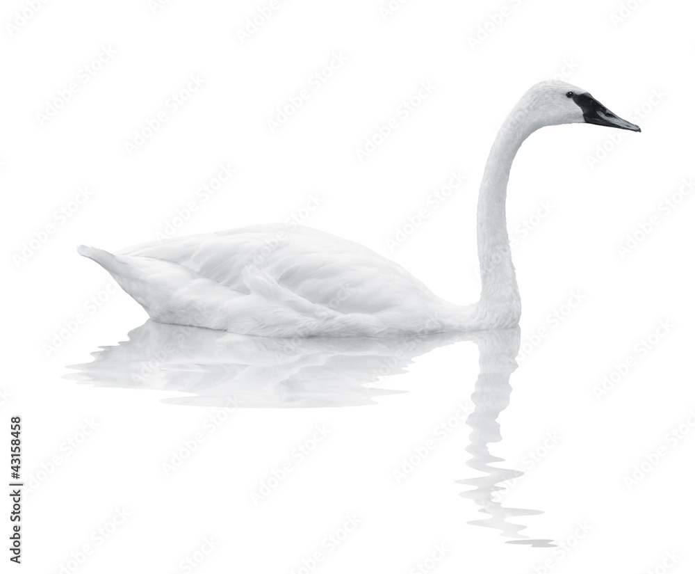 Bird swan swims on a white background Bird swan swims on a white background