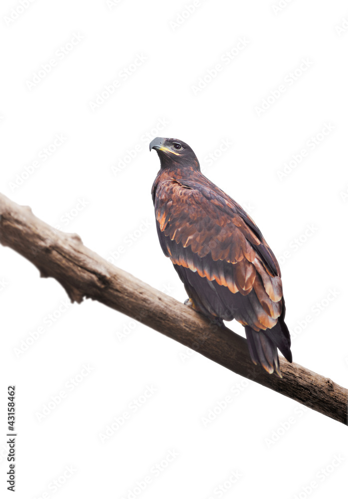 Fototapeta premium Eagle sitting on a log on a white background