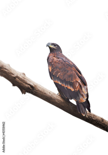 Eagle sitting on a log on a white background