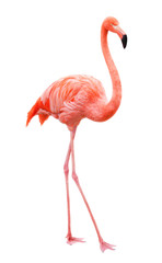Coussins décoratifs Flamant Flamant rose marchant sur fond blanc  © ILYA AKINSHIN