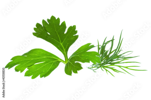 Parsley and Dill on white background