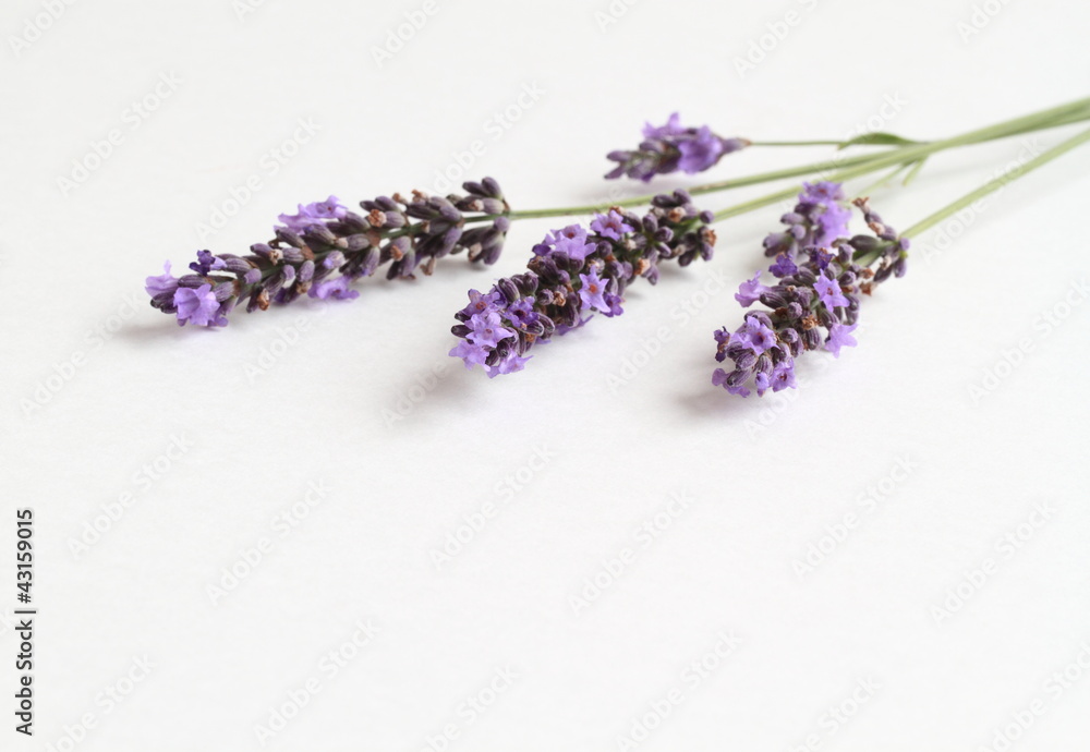 Fototapeta premium イングリッシュラベンダーLavandula angustifolia