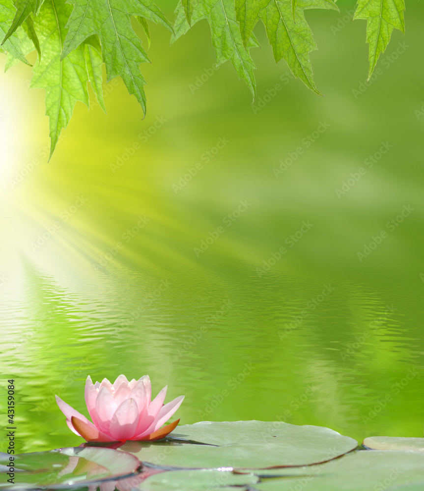 Naklejka premium lotus on the water