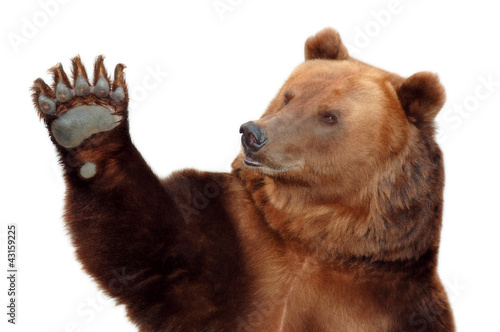 Bear welcomes you and waving his paw