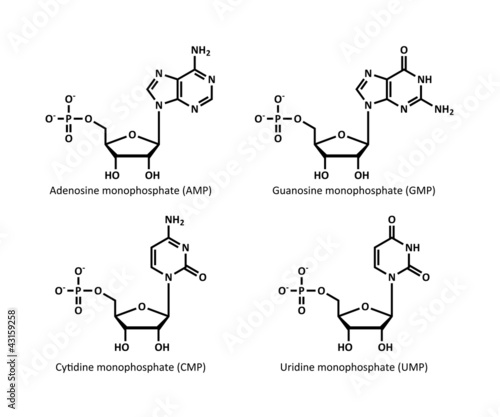 RNA building block structures (ribonucleotides)