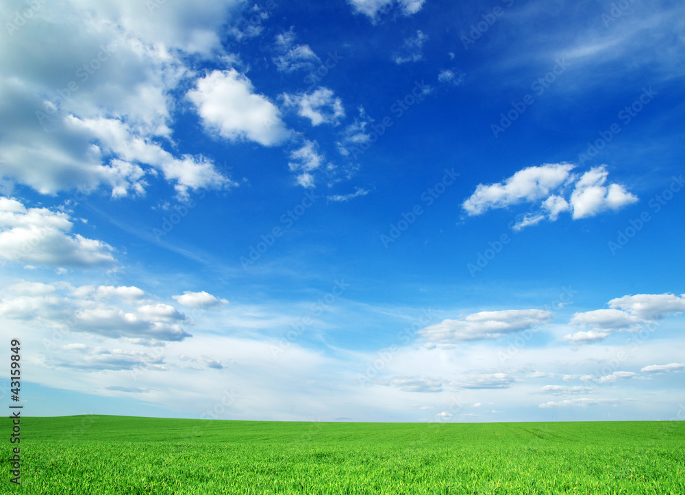 Obraz premium green field