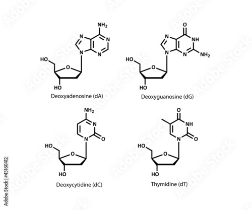DNA building block structures (deoxynucleosides)