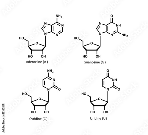 RNA building block structures (ribonucleosides)