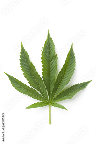 Single Marijuana leaf