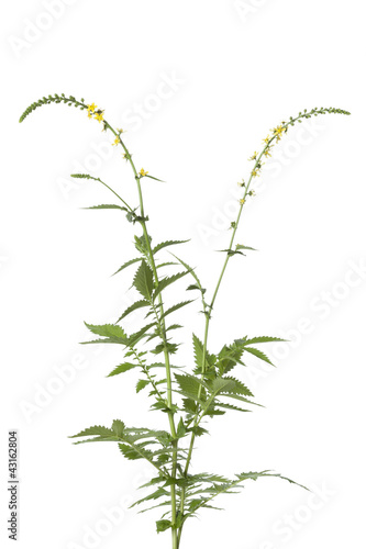 Fresh blooming agrimony