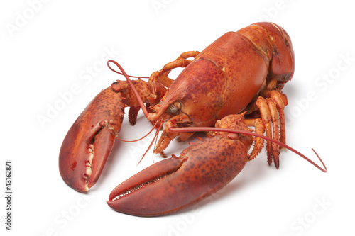Fresh cooked lobster