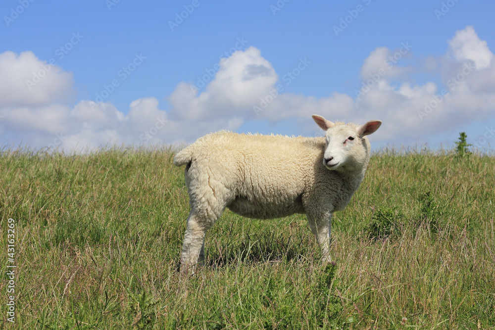 Junges Hausschaf, Ovis orientalis aries Junges Hausschaf, Ovis orientalis aries