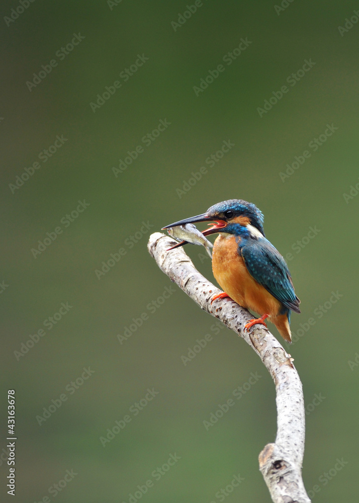 Obraz premium 翡翠の食事