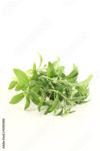 Stevia mit Blüten