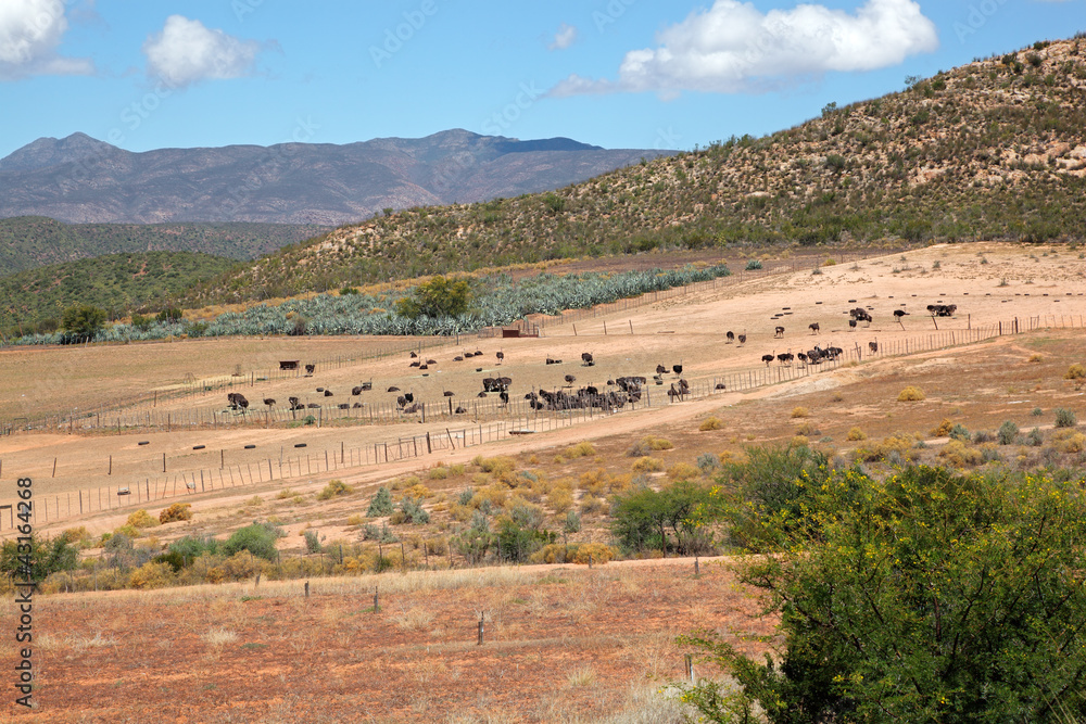 Naklejka premium Ostrich farm landscape, Karoo region, Western Cape