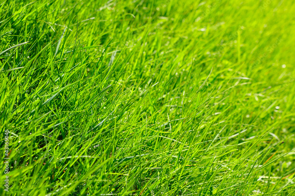 Spring grass Spring grass
