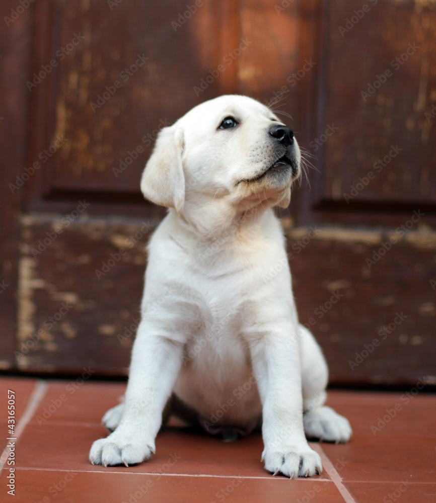 yellow labrador puppy at the door yellow labrador puppy at the door