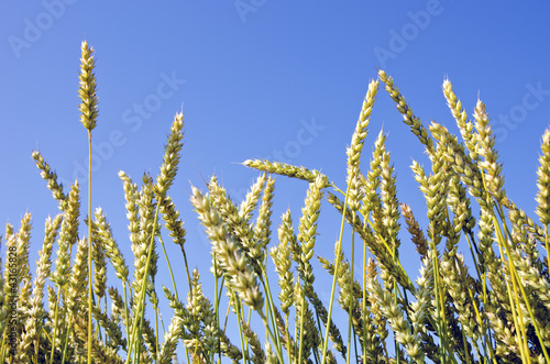 summer wheats ears on sky background