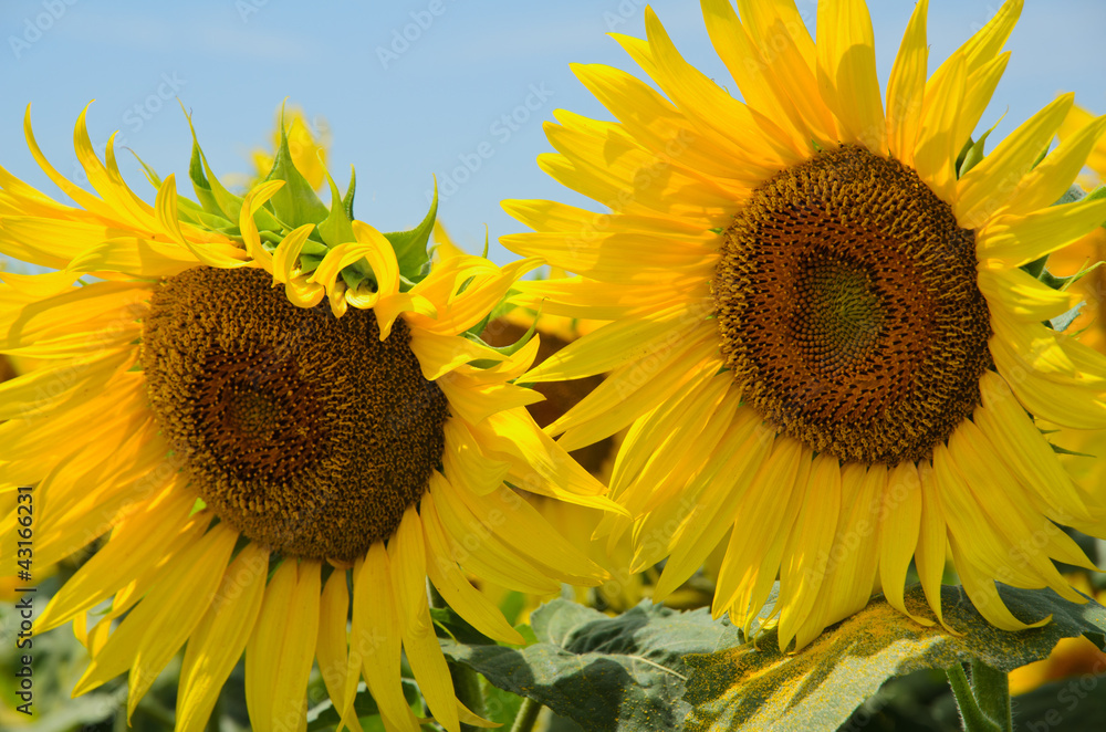 Obraz premium Girasoli