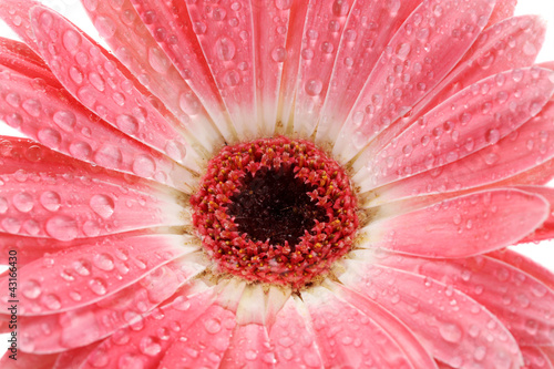beautiful pink gerbera with drops close up.