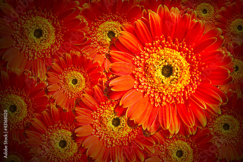 Red gerbera flower