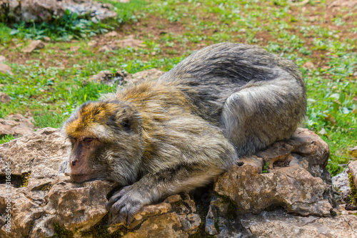 Macaque fatigué