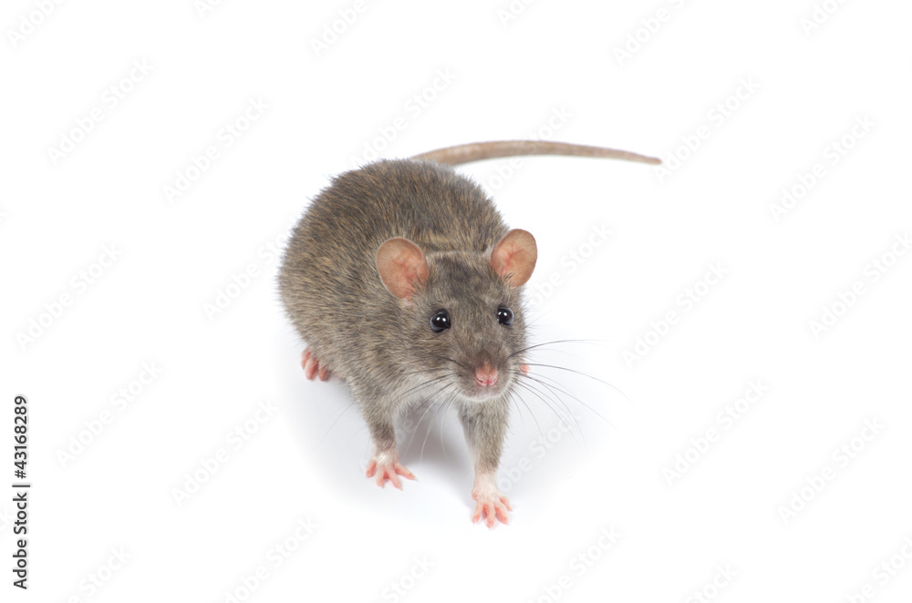 rat rat