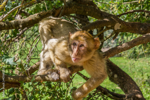Sticker Macaque qui tire la langue
