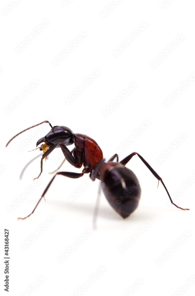 ムネアカオオアリ ムネアカオオアリ