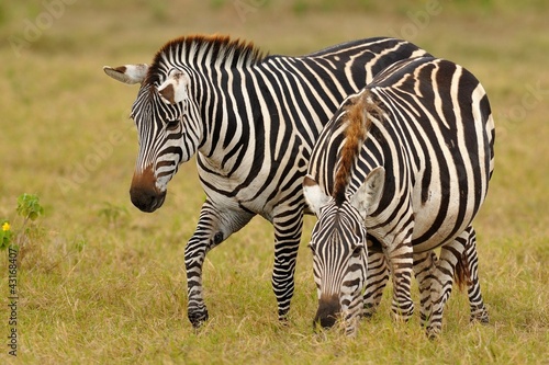 Zebre