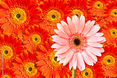 Gerbera flower background