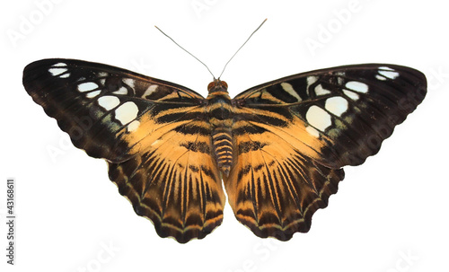 Yellow tropical butterfly photo