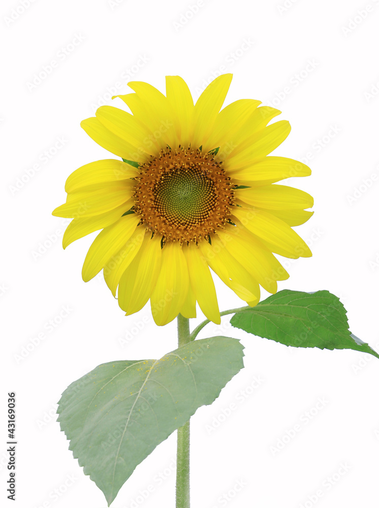 Obraz premium Sunflower isolate on white background