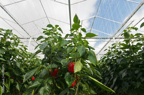Red bell peppers growing inside a greenhouse photo