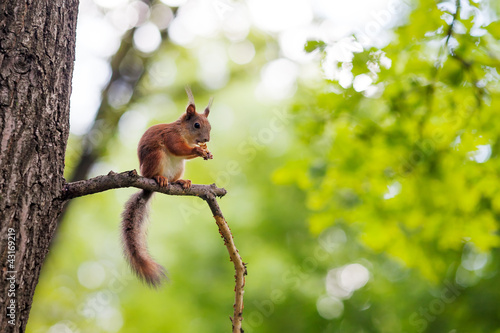 Obraz na płótnie Eurasian red squirrel (Sciurus vulgaris) w salonie