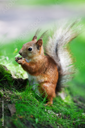 Eurasian red squirrel  Sciurus vulgaris 