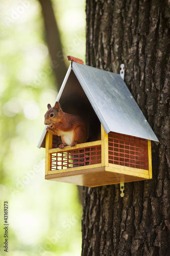 Fototapeta Eurasian red squirrel 